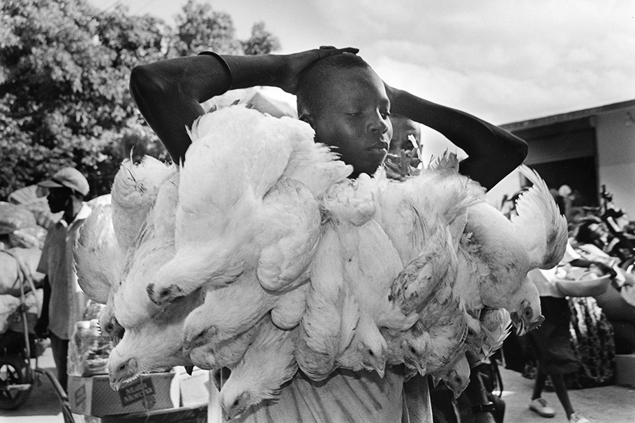 A man carrying many white chickens.