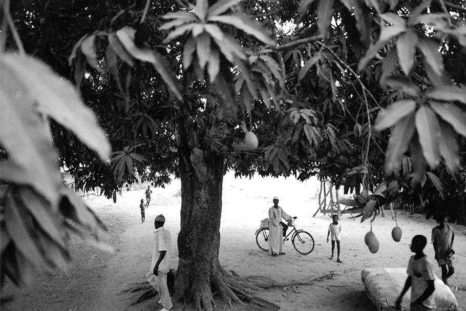 People under a mango tree.