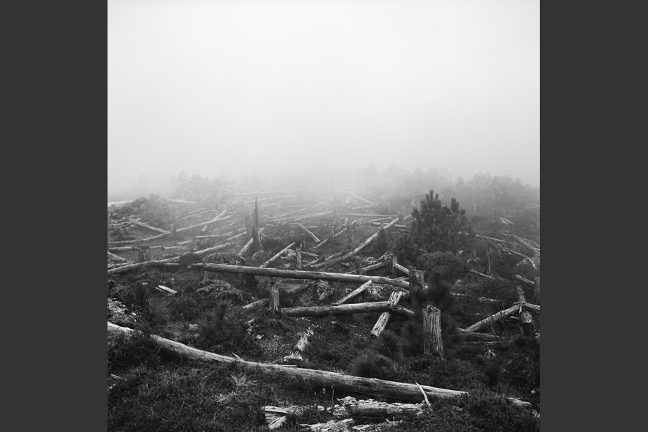 Downed trees in a foggy landscape.